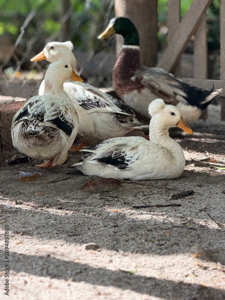 Obraz premium pato