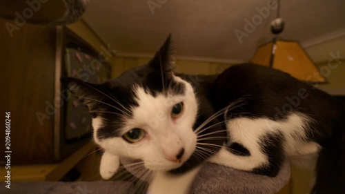 Curious black and white cat approaching and sniffing the camera lens showing playful pet behavior