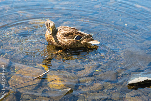 Peaceful wildlife scene of a wild duck on a tranquil freshwater surface.