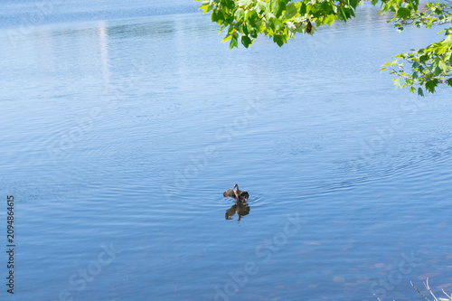 Foto Female Mallard Duck Flapping Wings on Blue Water