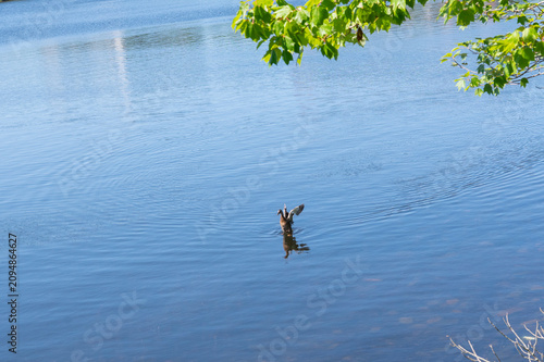A mallard duck stands in calm blue water, flapping its wings to dry off.