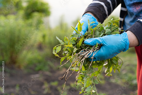 Hands in blue gloves pulling weeds from garden