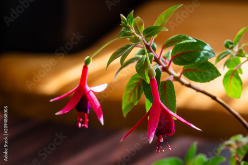 Photos Fuchsia flower