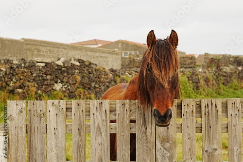 Photography Brown horse with long mane looking over wooden fence, rural scene on Sao Miguel,