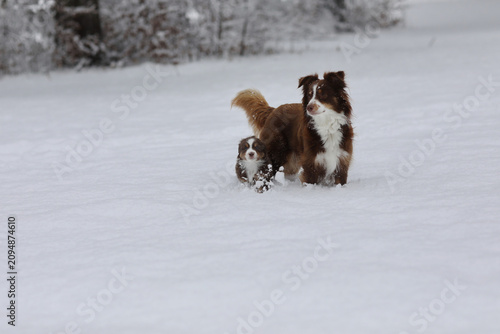 A dog and a puppy are playing in the snow