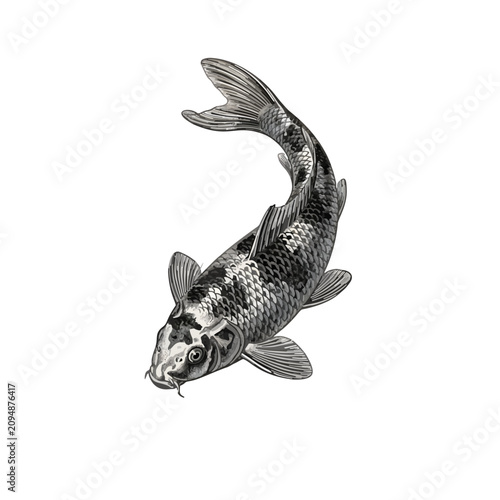 Vintage scientific illustration of a koi fish in a black and white engraving style