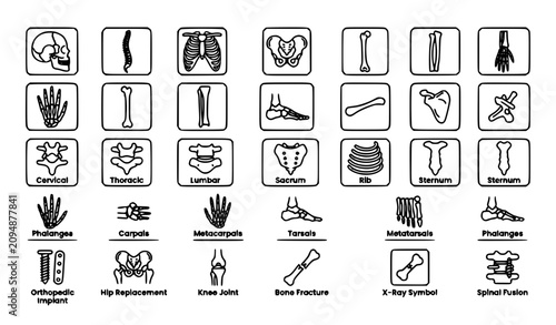 Fotografía Anatomical bone and orthopedic illustrations