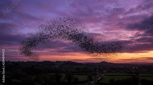 Obraz na plátně A massive flock of starlings performs a mesmerizing murmurations display in the