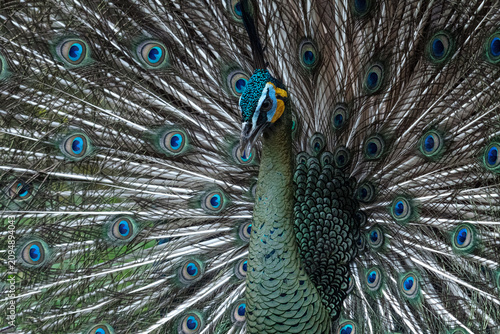 a green peacock with its beautiful plumage