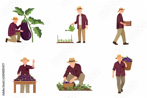 Set of Senior Farmer Character Illustrations Harvesting, Watering, and Carrying Fresh Eggplants