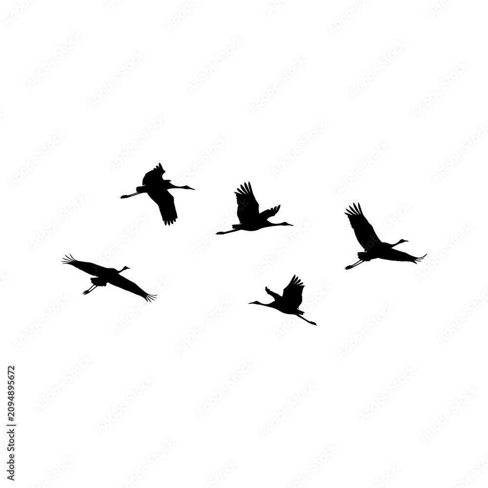Obraz premium Flock of birds flying silhouette.
