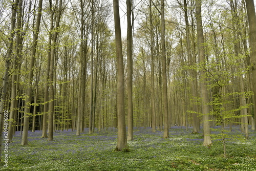 Cuadro en lienzo Tapis de jacinthes sauvages au pieds de jeunes hêtre à chaque printemps au bois