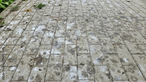 Dirty concrete paving stones with white efflorescence and salt stains. Old paved driveway terrace texture background with mold and moss weeds.