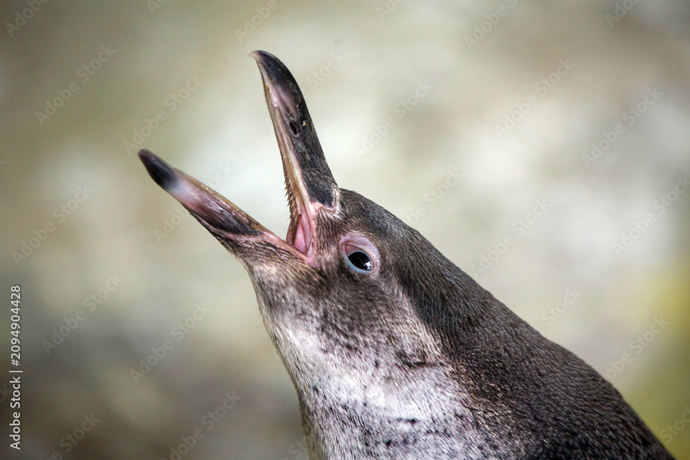 Obraz premium A Humboldt penguin with its mouth open on a clear sunny day. Birds, ornithology, and wildlife.