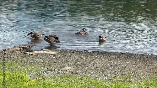 Gefiederpflege  bei den Kanadagänsen auf dem Möhnesee, Sauerland, 