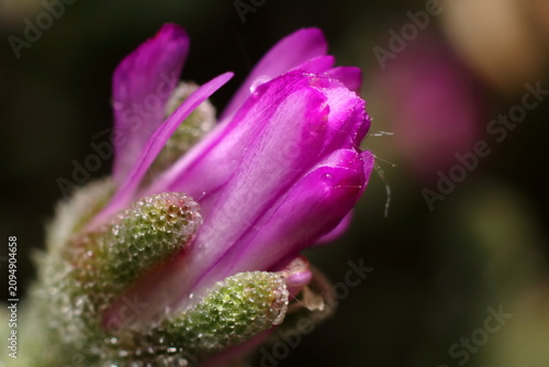 bollicine