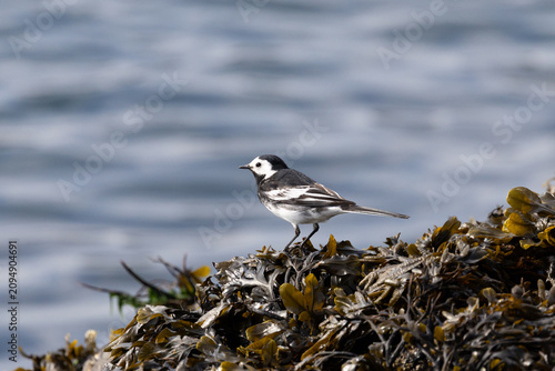 Obraz na plátně Wagtail (Motacilla alba) standing on seaweed with the water behind, Wales, UK