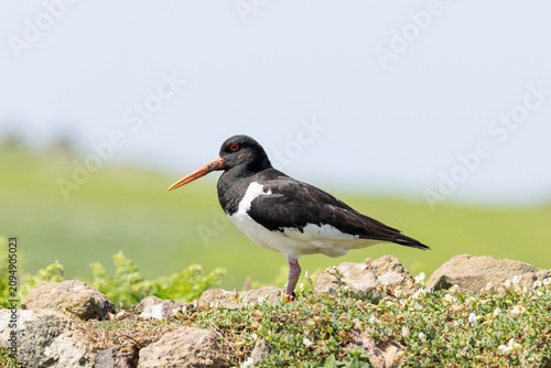 Oystercatcher (Haematopus ostralegus) standing on a dry stone wall. Skomer Island, Pembrokeshire,UK