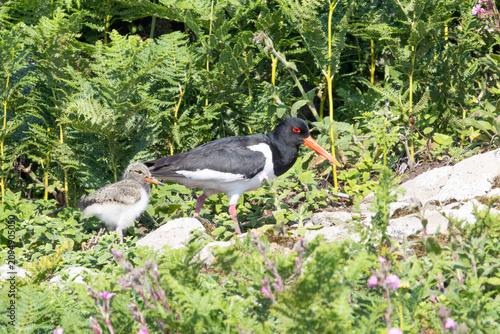 Adult Oystercatcher (Haematopus ostralegus) with chick  in undergrowth. Skomer Island, Pembrokeshire, UK