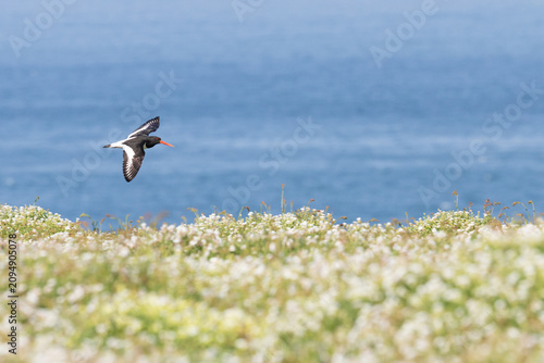 Oystercatcher (Haematopus ostralegus) in flight over a wildflower meadow with a blue sea behind. Skomer Island, Pembrokeshire, UK