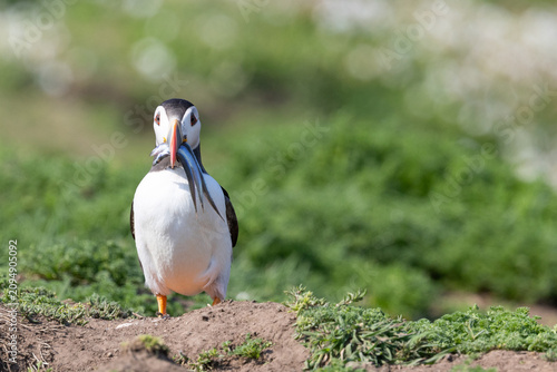 Puffin (Fratercula arctica) with sand eels in its beak