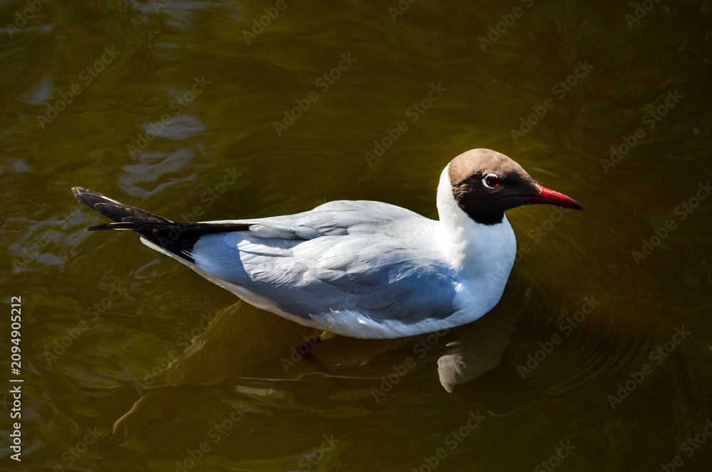 Obraz premium A black-headed seagull swimming on the water on a clear sunny day. Birds, ornithology, and wildlife.