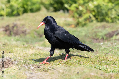 Red-billed Chough (pyrrhocorax pyrrhocorax) walking. Skomer island, Pembrokeshire coast, Wales, UK