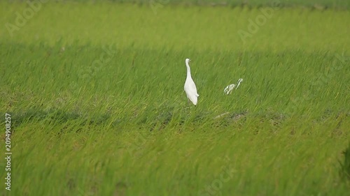 The Beauty of Cattle Egrets in Fresh Rice Fields