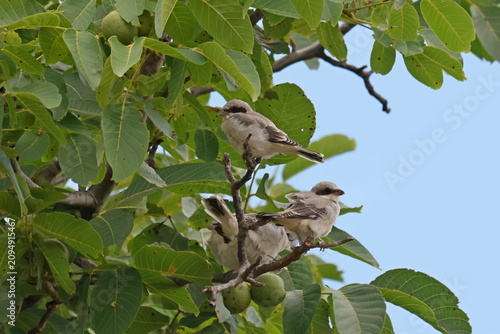 Fotografie Lesser grey shrike young fledglings perched together on a walnut tree branch, ma