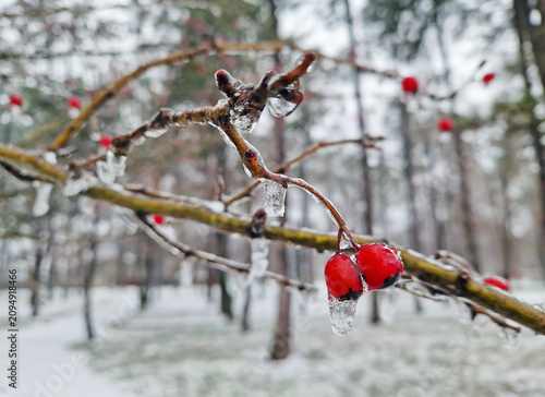 фотографія Bright red hawthorn berries encased in a thick, glistening layer of ice in a quiet, snow-covered park