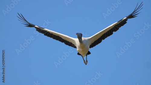 Фотография Wood stork inflight against blue sky.
