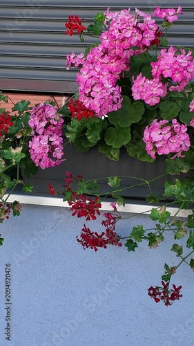 Vibrant pink and red geraniums cascade beautifully from a window box