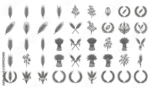 Cuadro en lienzo Antique Wheat Rye and Barley Engraving Collection with Bakery Grain Botanical Ve
