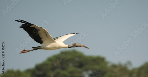 фотографія Wood stork inflight against blue sky.