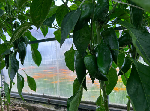 Green sweet peppers grow on healthy plants inside a greenhouse. Ideal for farming ads, gardening guides, recipe blogs, and social media.