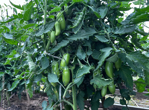 Green tomatoes grow on healthy vines in a productive garden. Ideal for farming ads, gardening guides, recipe blogs, banners, and social media.
