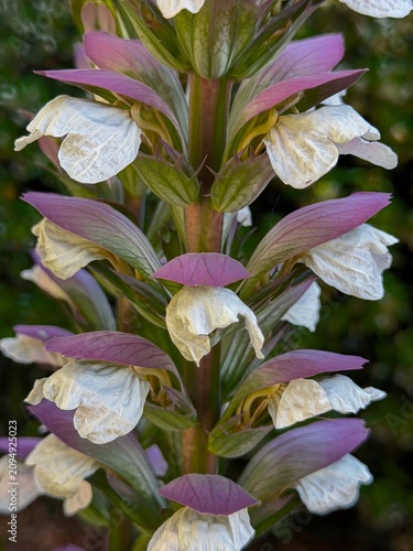 Fotografie A closeup of a bear's ear flower at a garden in Salem Oregon, also called Mullie
