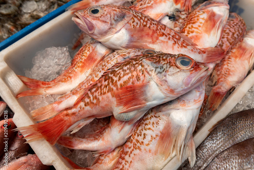 Foto Helicolenus dactylopterus, scorpionfish or Blackbelly Rose Fish