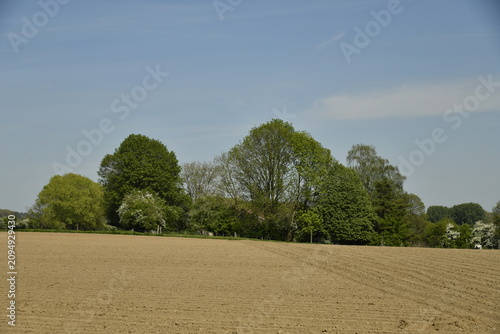 Bild auf Leinwand Champ à peine semé pour la plantation de patates à Écaussinnes d'Enghien (Soigni