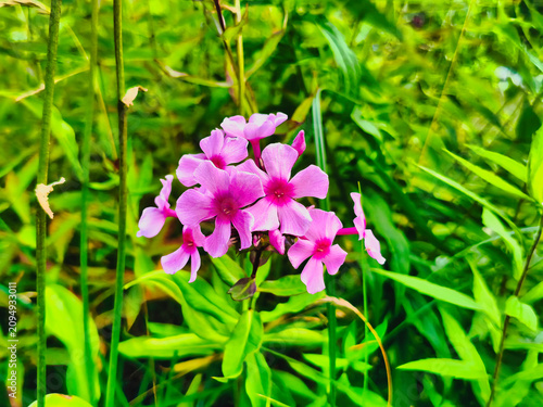Pink Phlox blooming in the garden, illuminated by the June sun