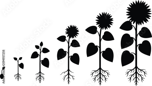 Foto Sunflower growth flat vector illustration sequence