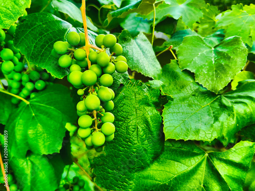 a bunch of grapes growing on a bush in the July sun