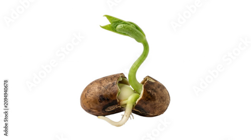 Seed sprouting from its shell with a green shoot and roots on a clear background showcasing the growth process