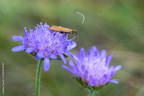 фотографія Metallic Adelie (Nemophora metallica), a small diurnal butterfly from the Adelidae family