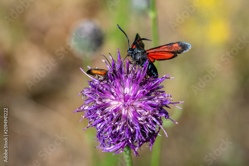 The common spindle moth (Zygaena filipendulae, sometimes also known as the meadow spindle moth, is a small butterfly from the family Zygaena.
