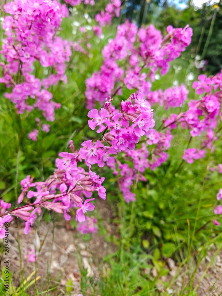 Obraz premium Pink Wild Catchfly Flowers in Meadow