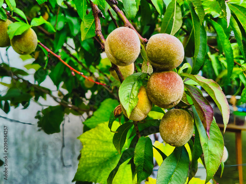 a branch of a tree with peaches growing in the July sun