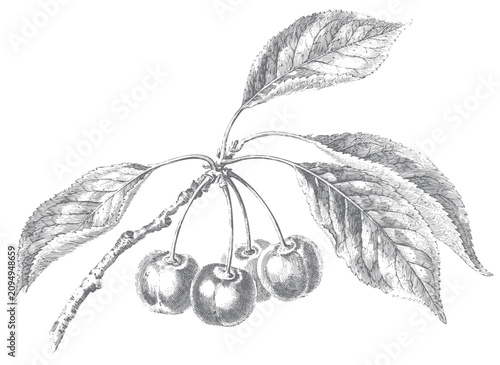 Fotografía Vintage engraved sweet cherry branch botanical illustration isolated on white ba