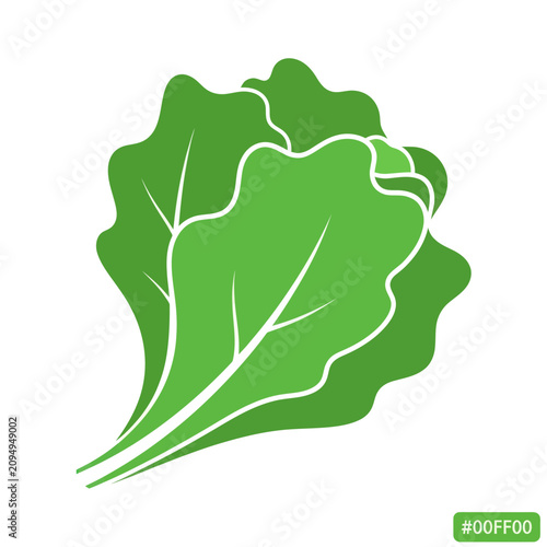 Fresh green lettuce leaves with white outlines