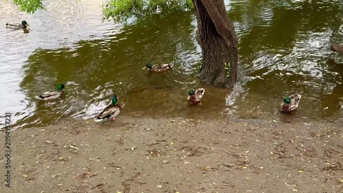 Mallard ducks are seen swimming and resting near a tree along the water's edge, creating a peaceful scene in a natural environment